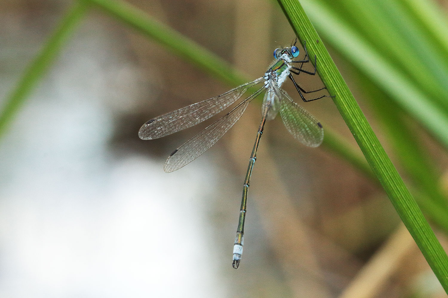 Emerald damselfly / šídlatka páskovaná (Lestes sponsa)