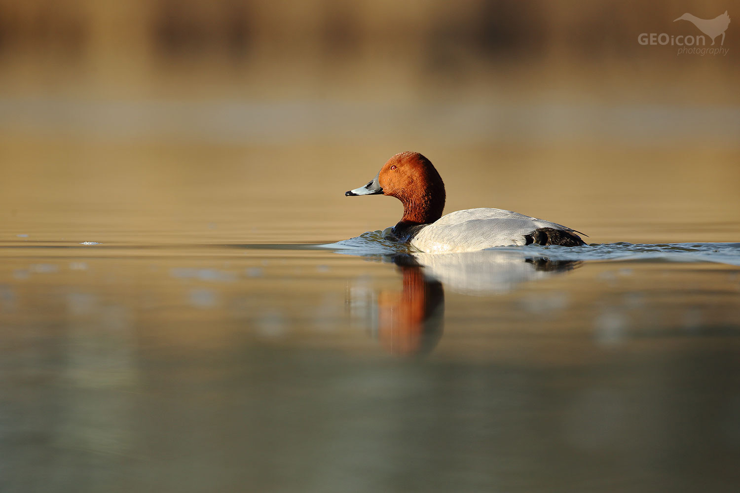 Common pochard / polák velký (Aythya ferina)