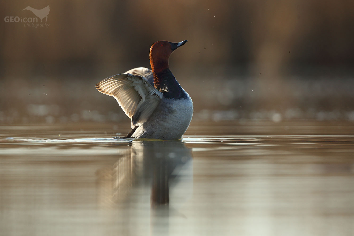 Common pochard / polák velký (Aythya ferina)