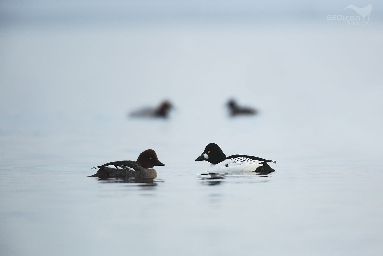 Goldeneye / hohol severní (Bucephala clangula)