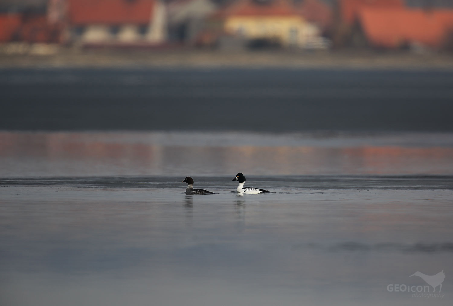 Goldeneye / hohol severní (Bucephala clangula)