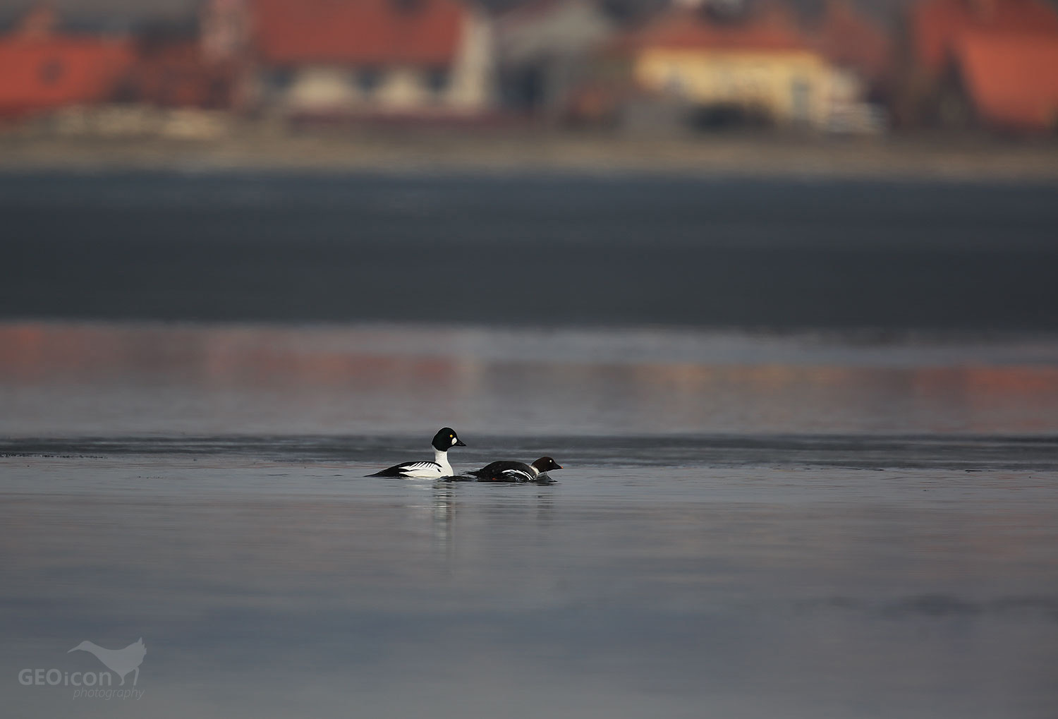Goldeneye / hohol severní (Bucephala clangula)