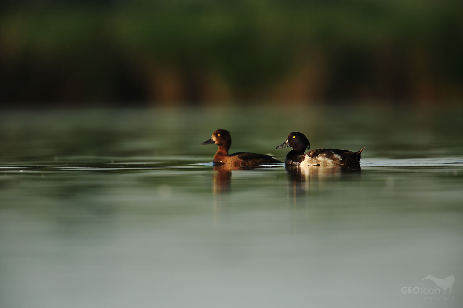 Tufted duck / polák chocholačka (Aythya filigula)