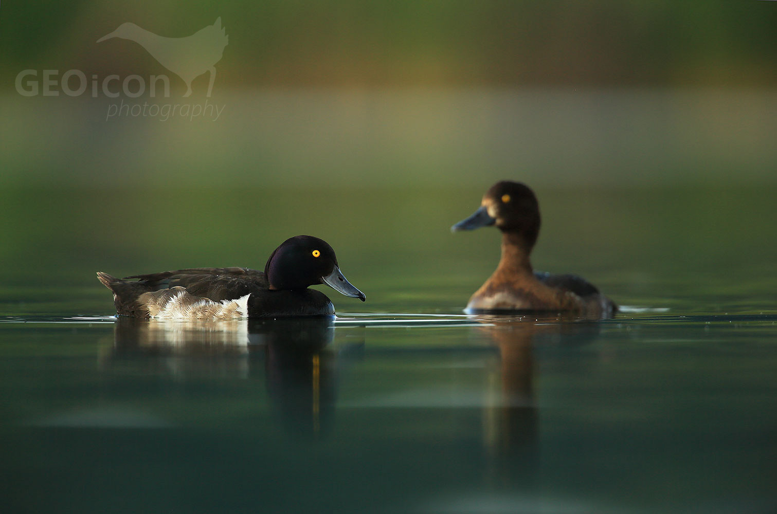 Tufted duck / polák chocholačka (Aythya filigula)