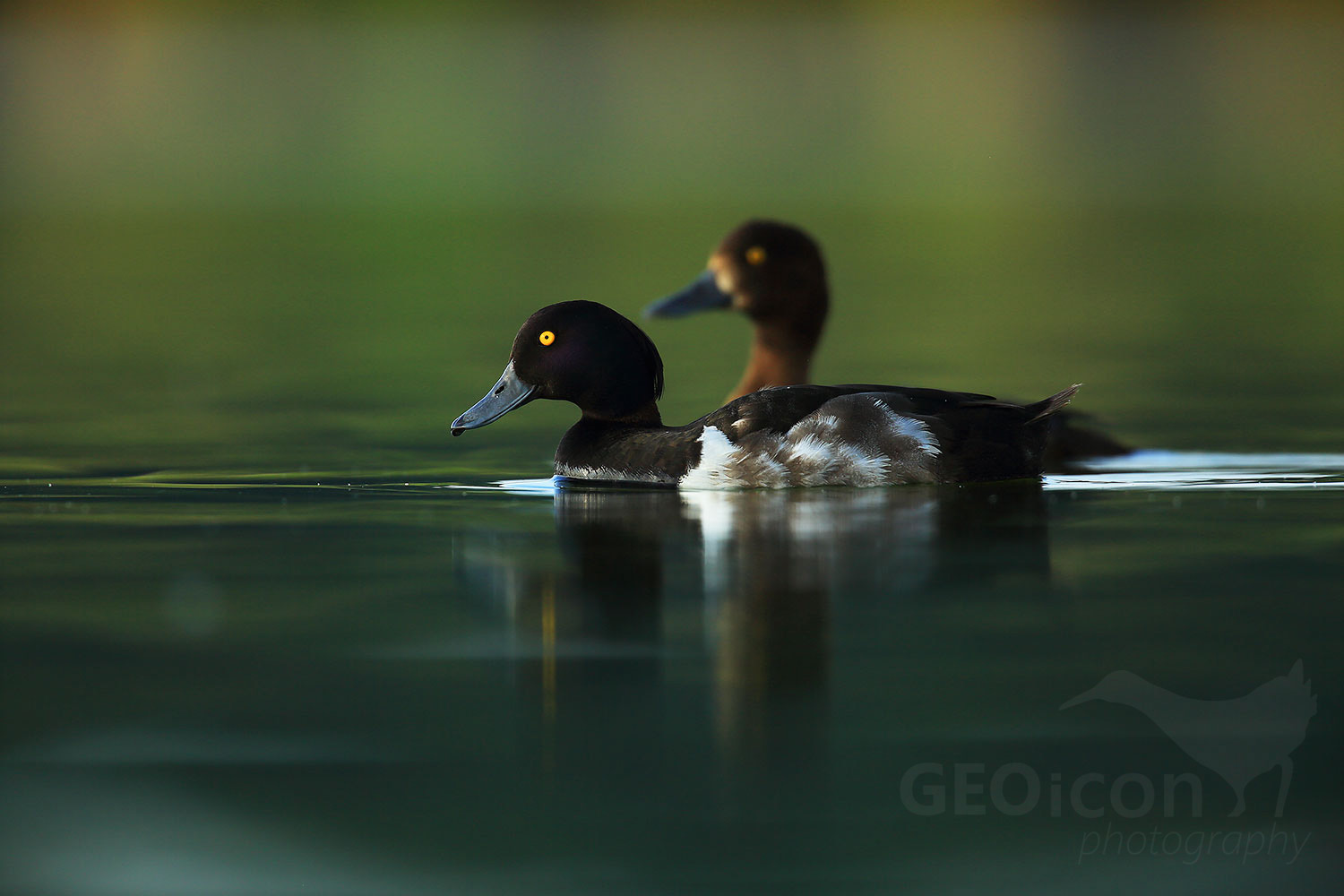 Tufted duck / polák chocholačka (Aythya filigula)