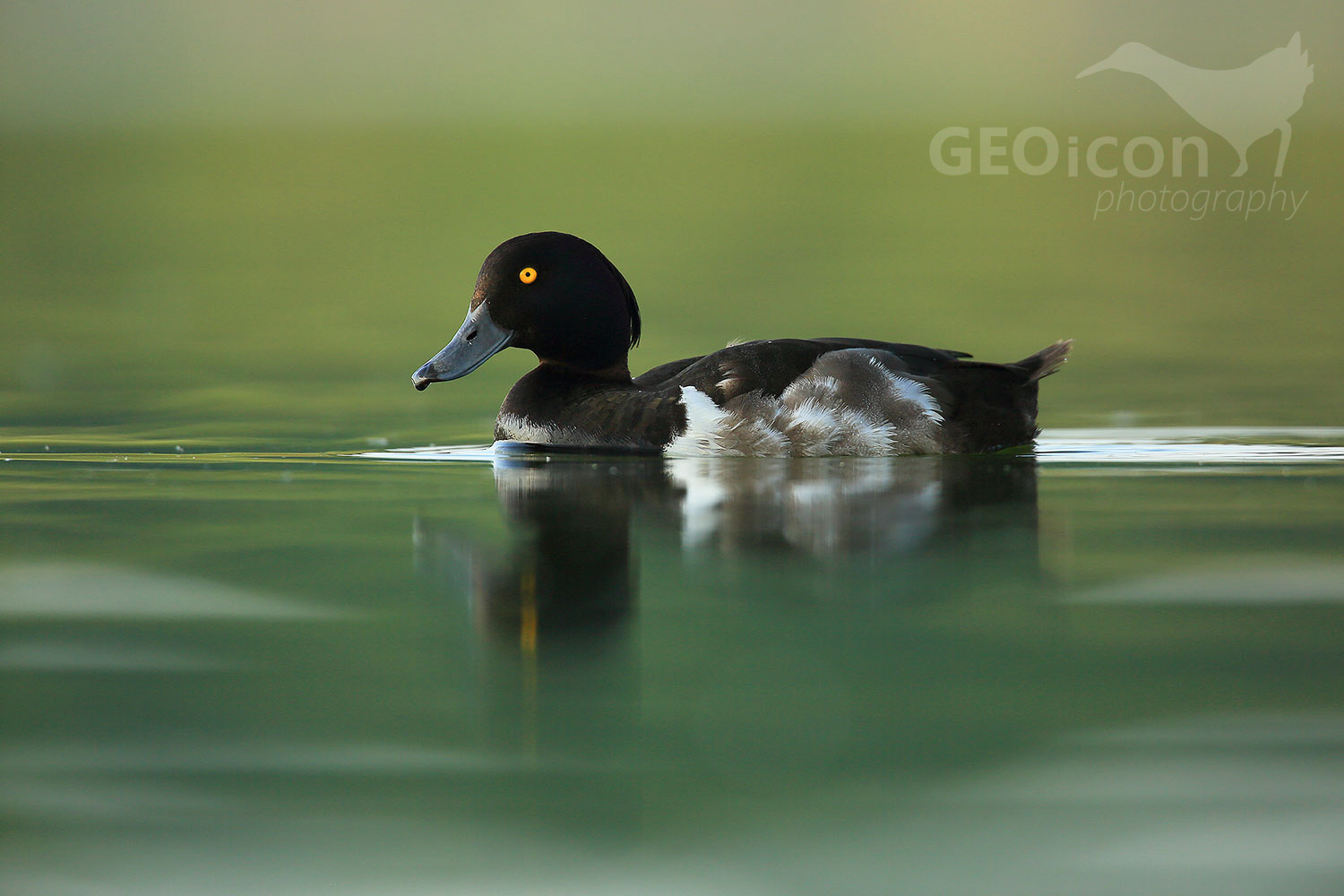 Tufted duck / polák chocholačka (Aythya filigula)