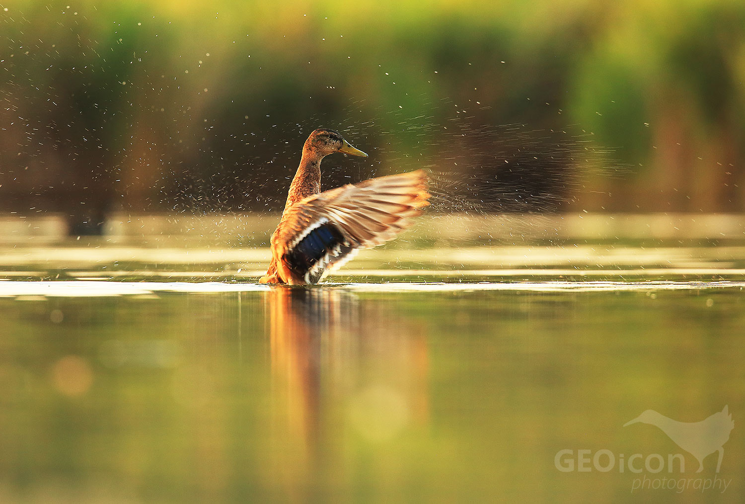 Mallard / kachna divoká (Anys platyrhynchos)
