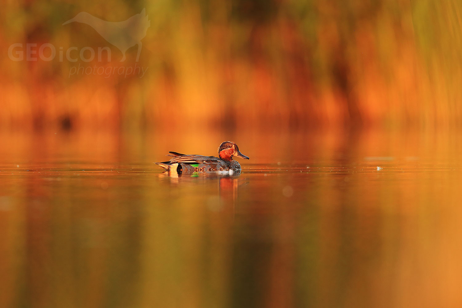 Eurasian teal / čírka obecná (Anas crecca)