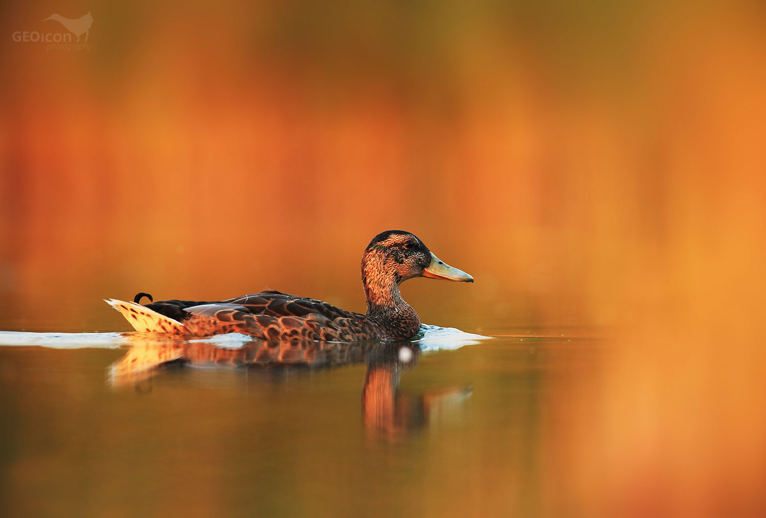 Malard / kachna divoká (Anas platyrhynchos)