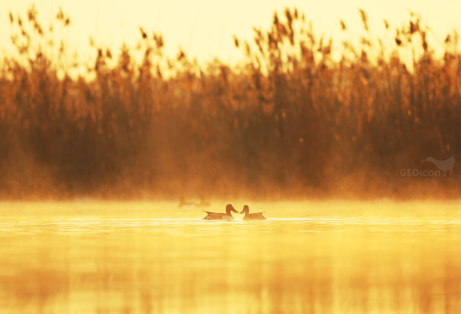 Shoveler / lžičák pestrý (Anas clypeata)