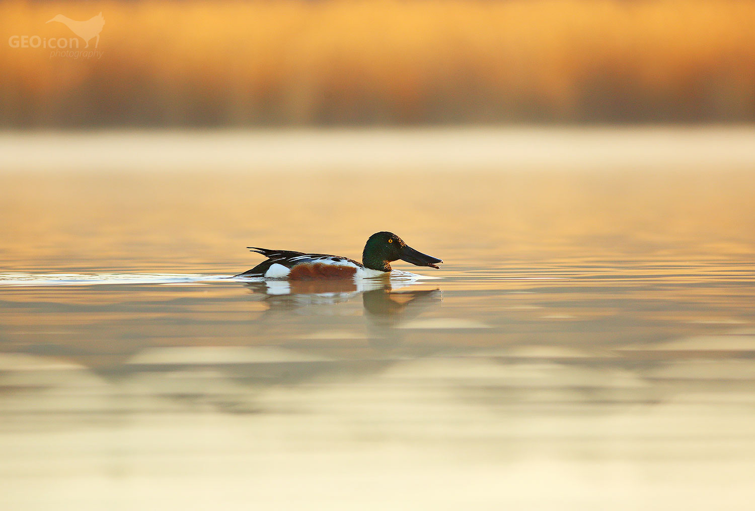 Shoveler / lžičák pestrý (Anas clypeata)