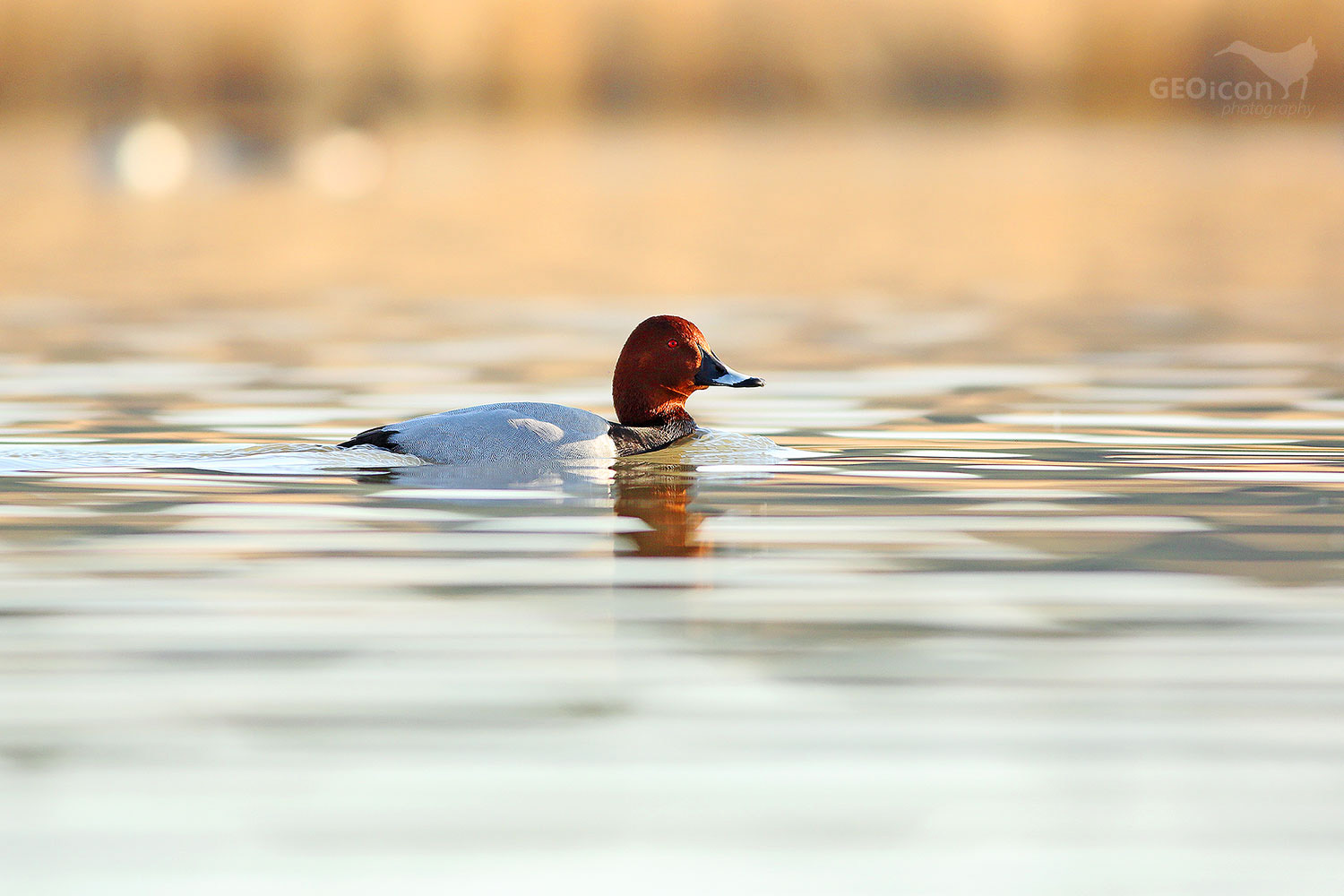 Common pochard / polák velký (Aythya ferina)
