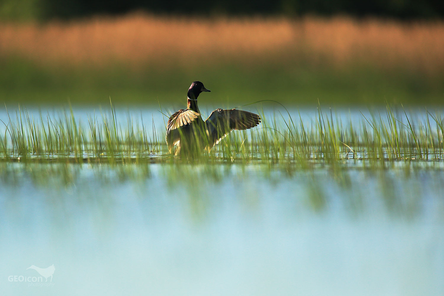 Mallard / kachna divoká (Anys platyrhynchos)