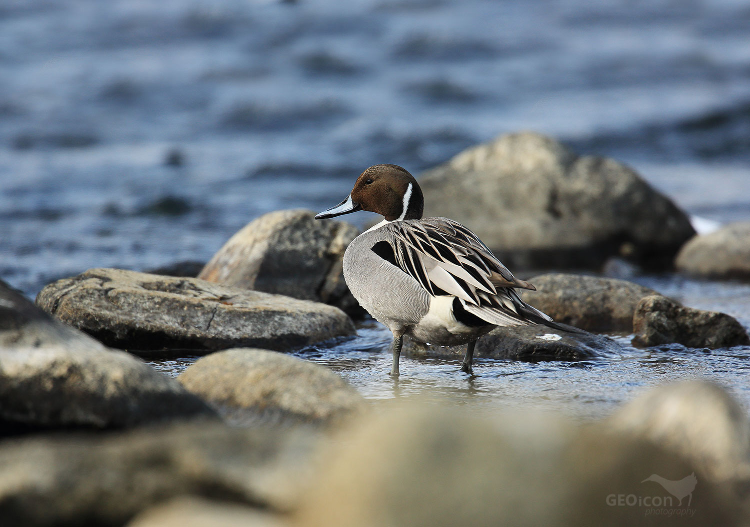 Northern pintail / ostralka štíhlá (Anas acuta)