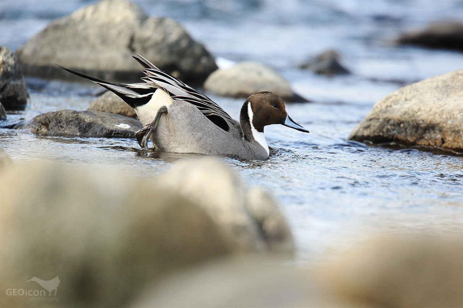 Northern pintail / ostralka štíhlá (Anas acuta)