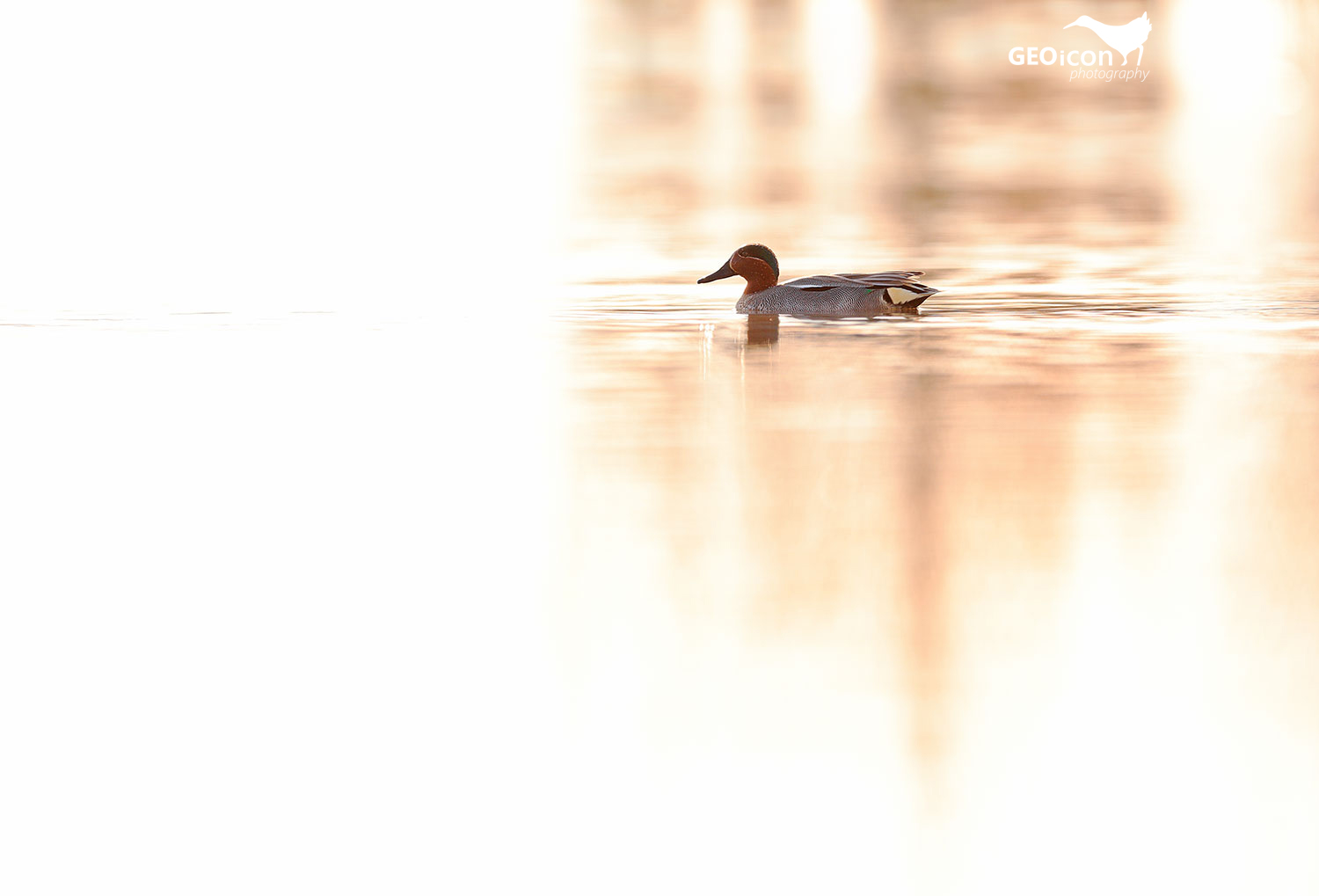 Eurasian teal / čírka obecná (Anas crecca)