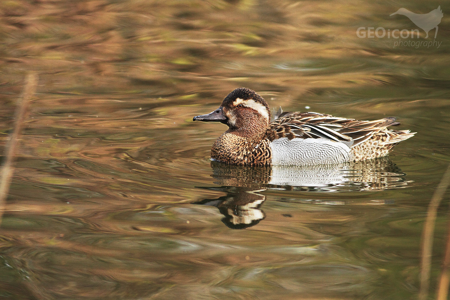 Garganey / čírka modrá (Anas querquedula)