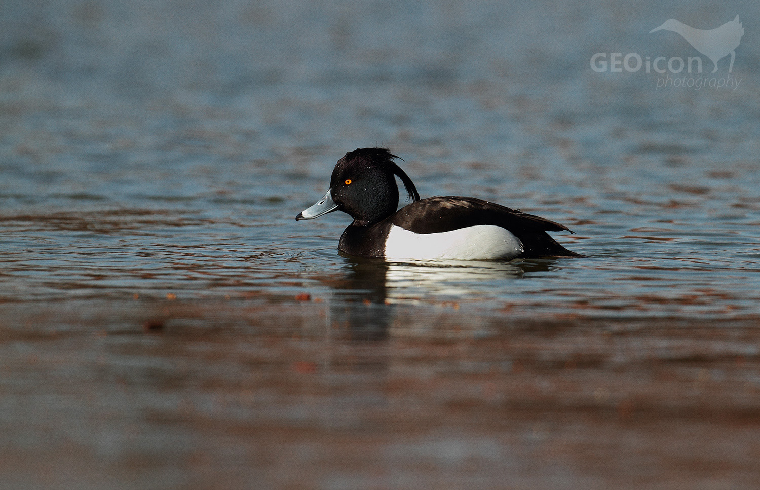 Tufted duck / polák chocholačka (Aythya filigula)