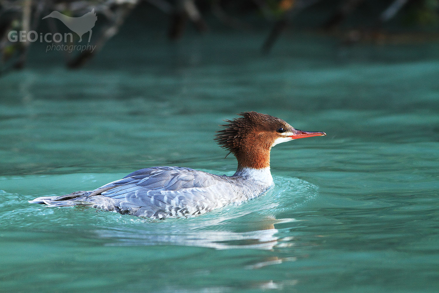 Common merganser / morčák velký (Mergus merganser)