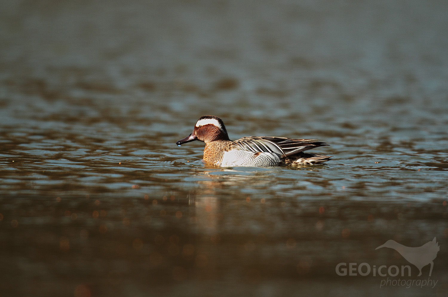 Garganey / čírka modrá (Anas querquedula)