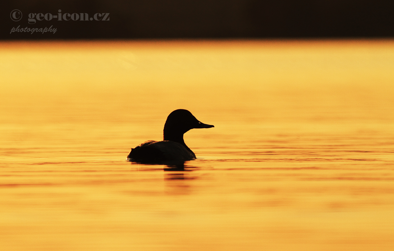 Common pochard / polák velký (Aythya ferina)
