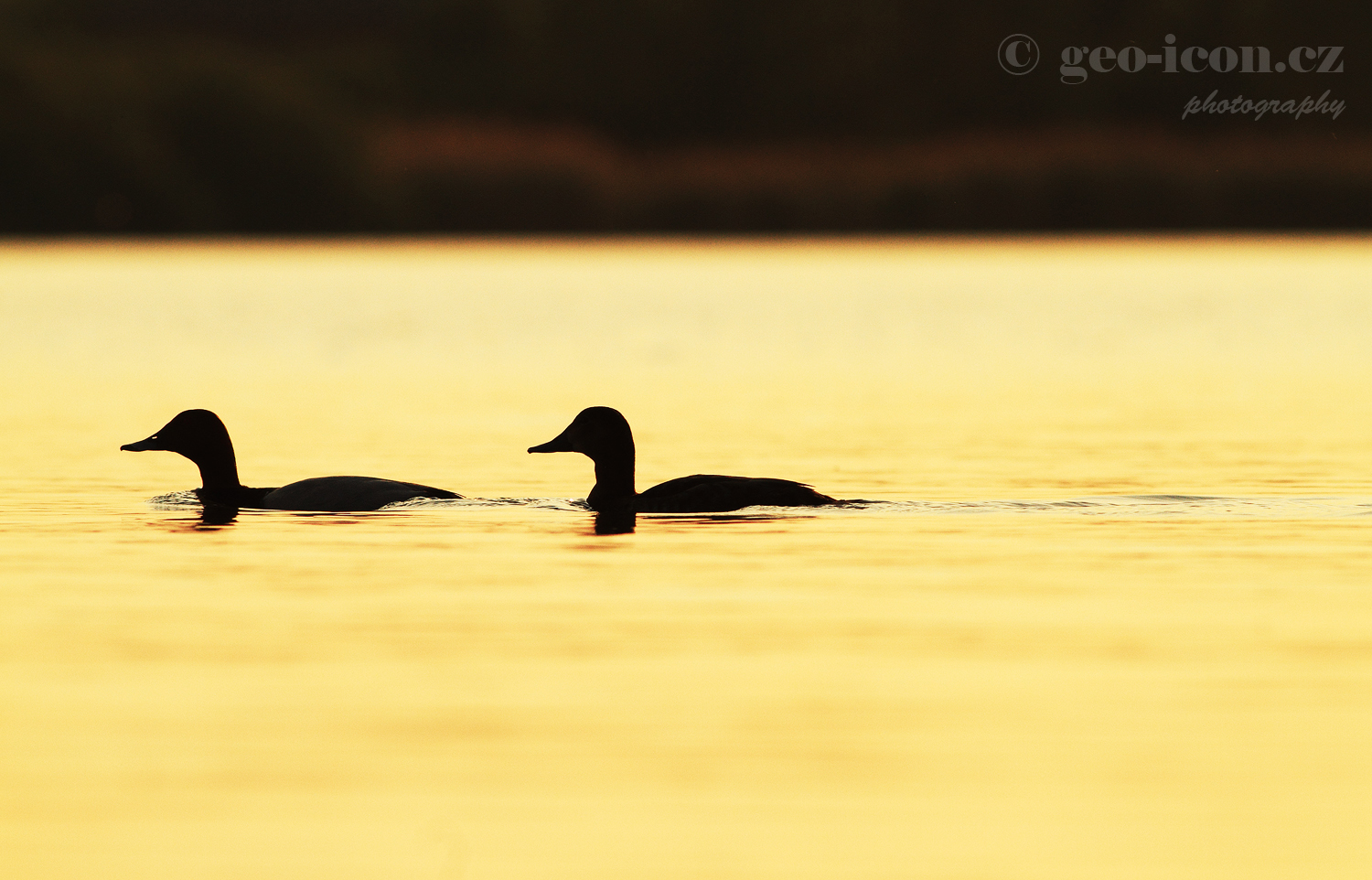 Common pochard / polák velký (Aythya ferina)