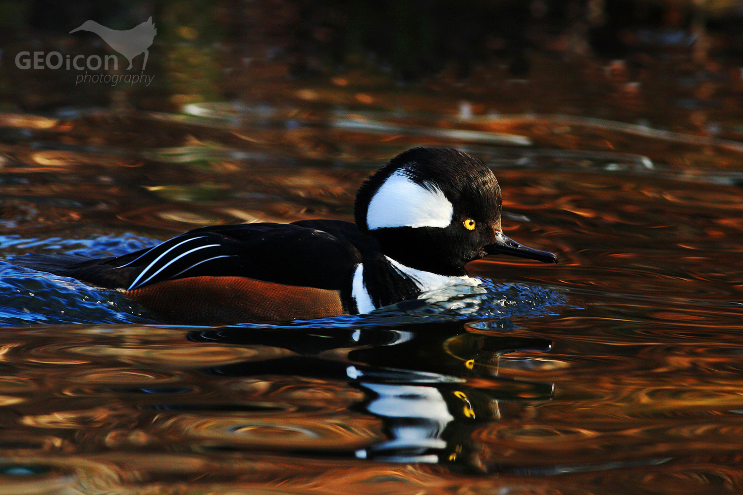 Hooded merganser / morčák chocholatý (Lophodytes cucullatus)