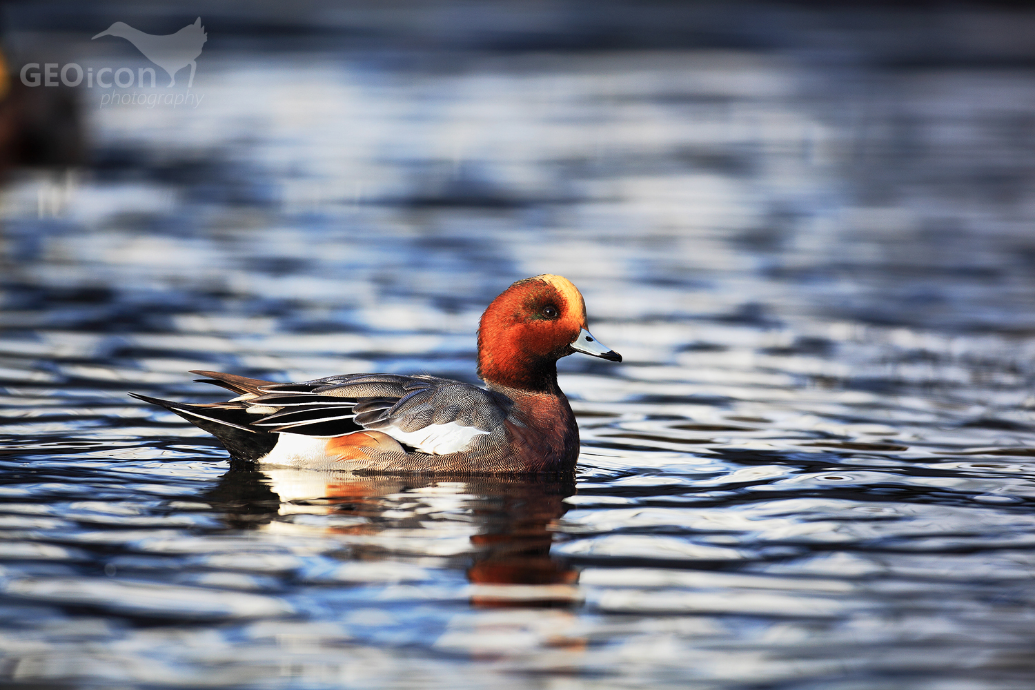 Eurasian wigeon / hvízdák eurasijský (Anas penelope)