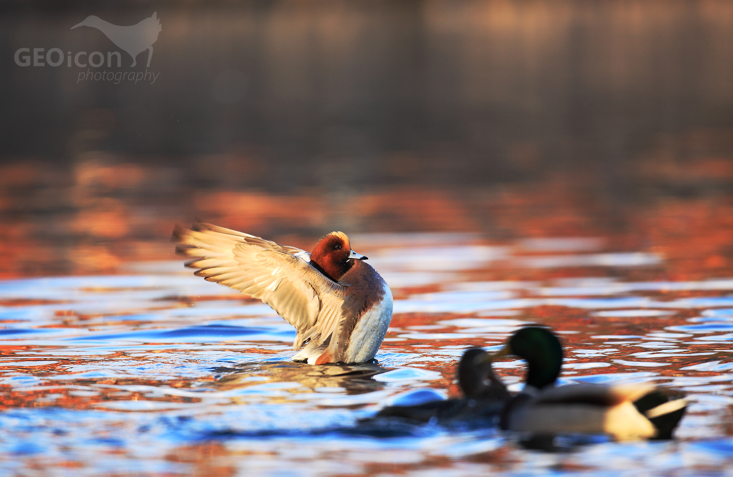 Eurasian wigeon / hvízdák eurasijský (Anas penelope)