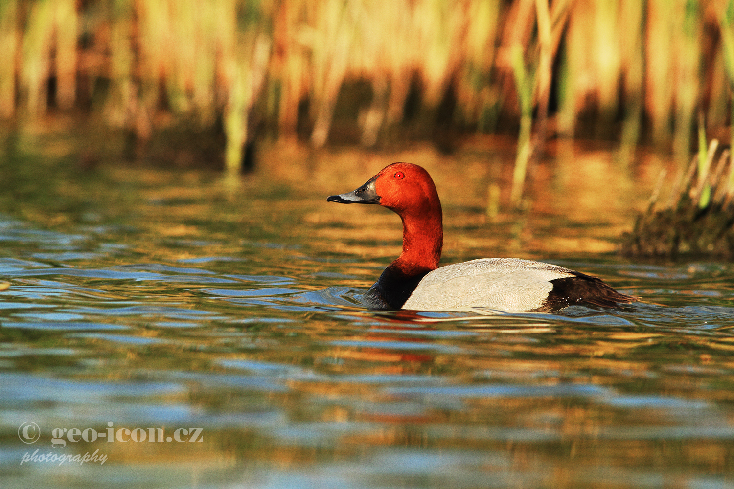 Common pochard / polák velký (Aythya ferina)