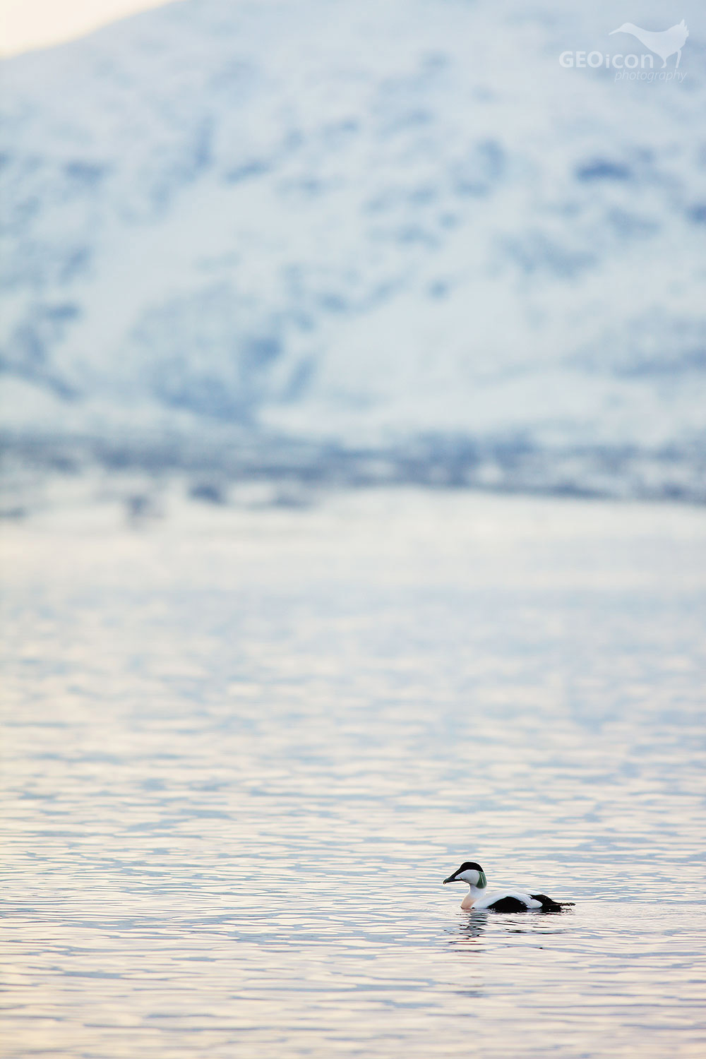 Common eider / kajka mořská (Somateria mollissima)