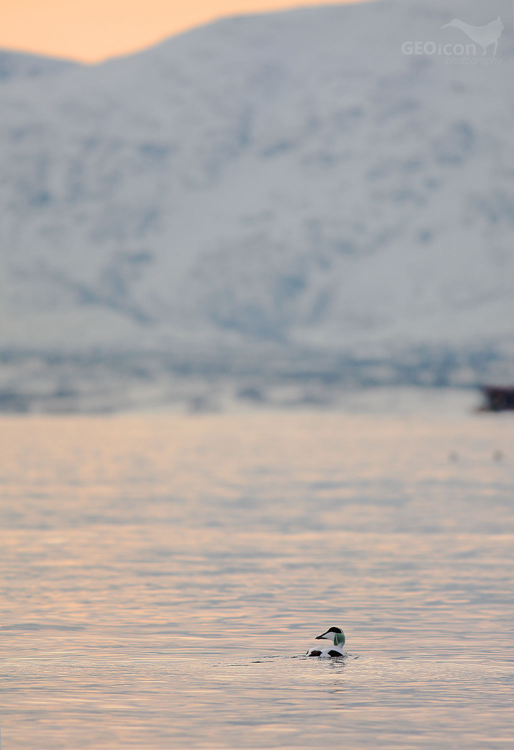 Common eider / kajka mořská (Somateria mollissima)