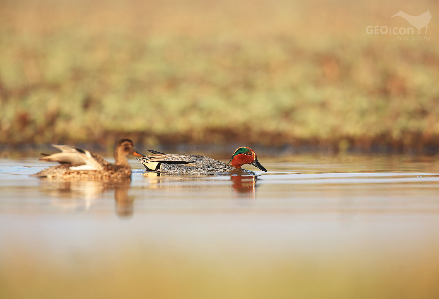 Eurasian teal / čírka obecná (Anas crecca)