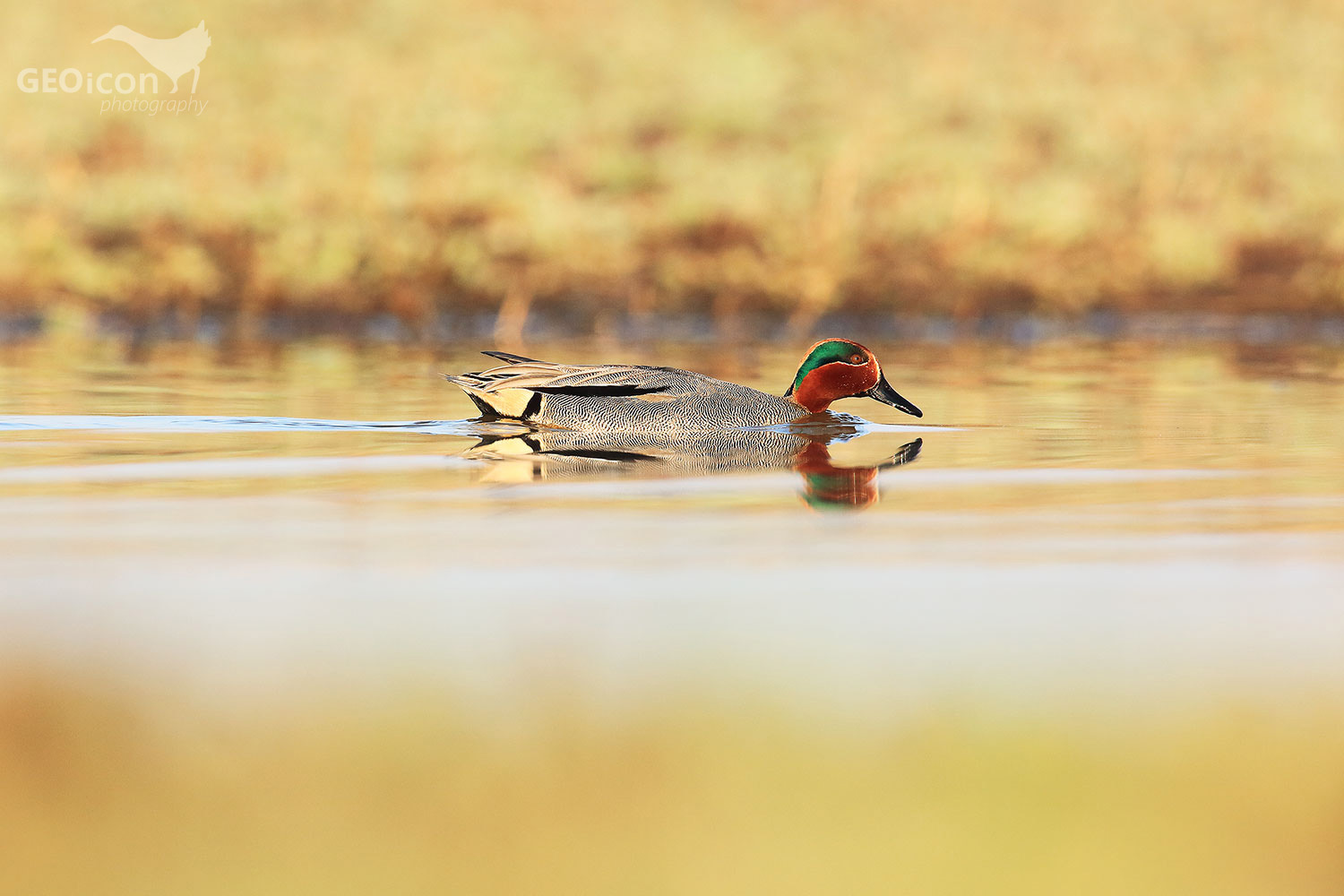 Eurasian teal / čírka obecná (Anas crecca)