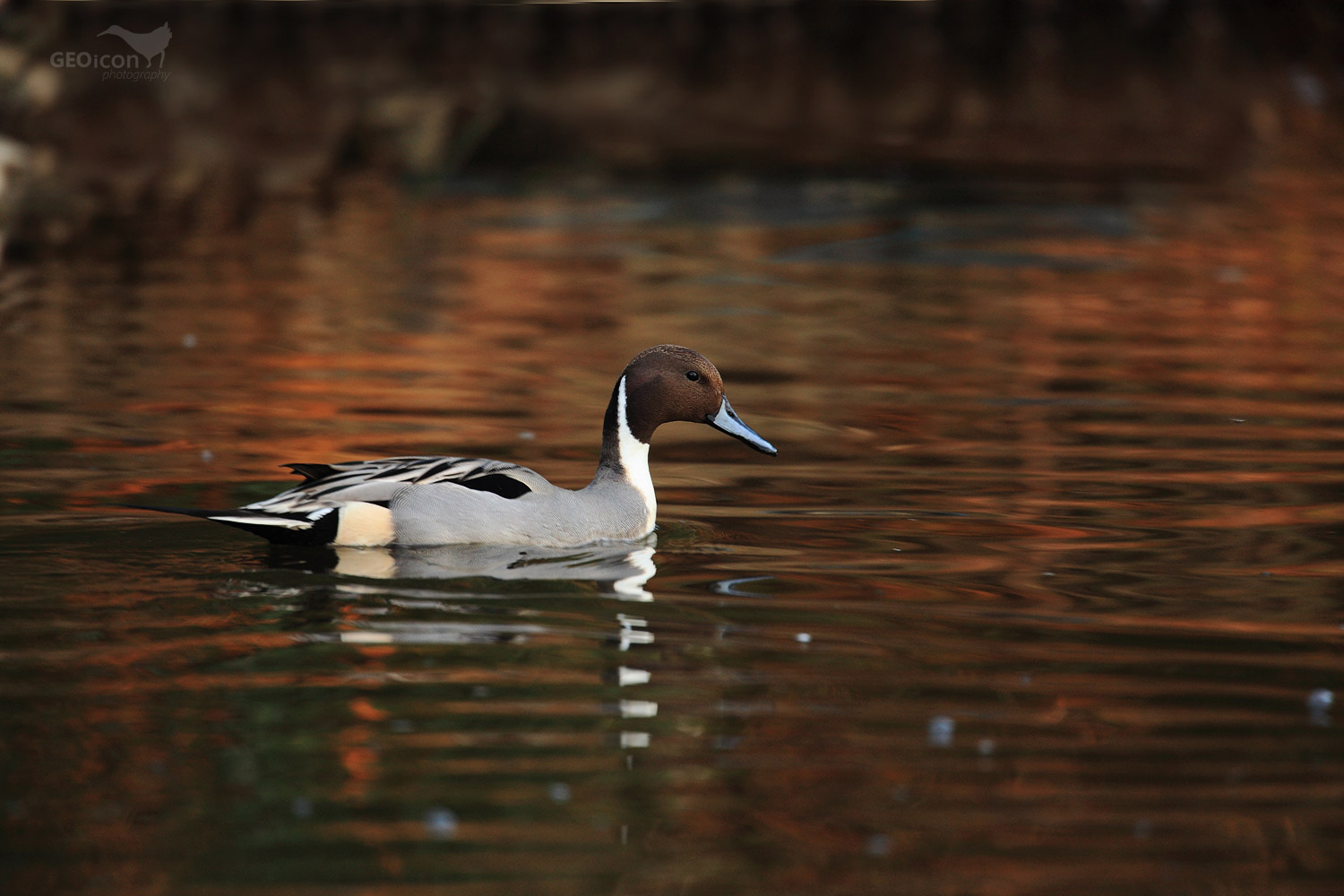 Northern pintail / ostralka štíhlá (Anas acuta)