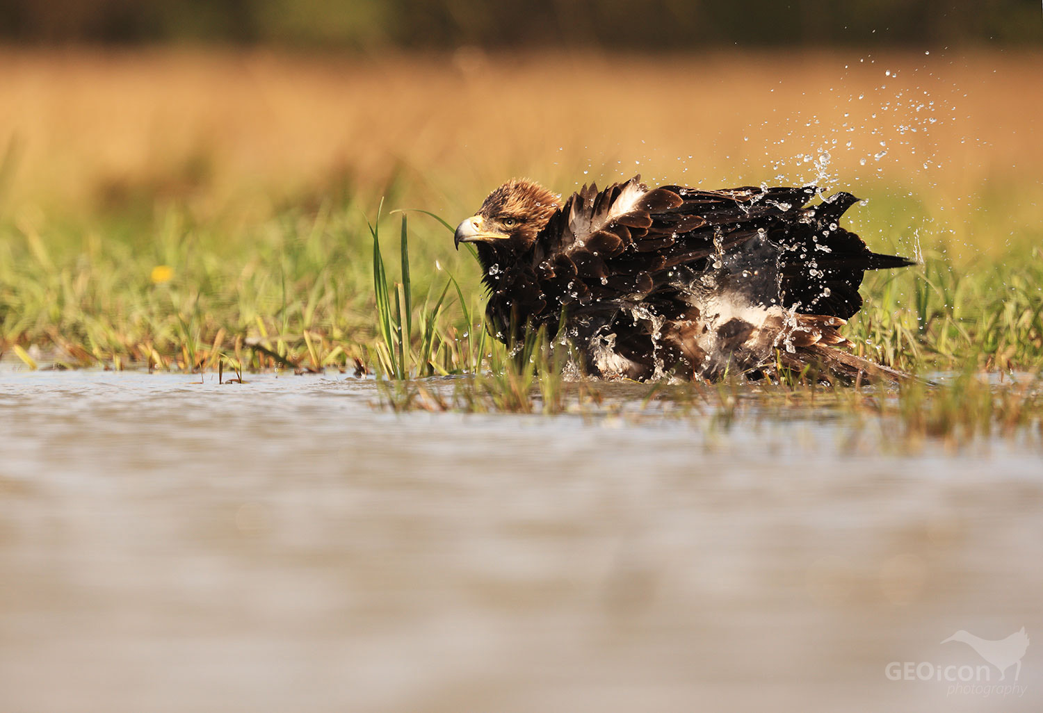 Imperial eagle / orel královský (Aquila heliaca)