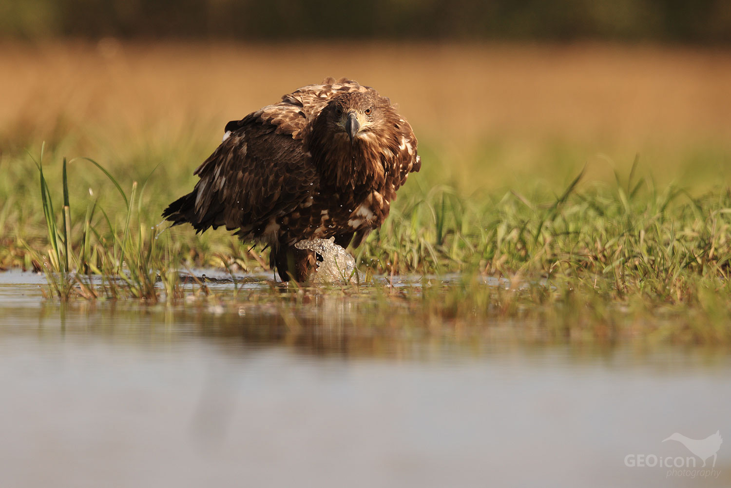 White tailed eagle / orel mořský (Haliaeetus albicilla)