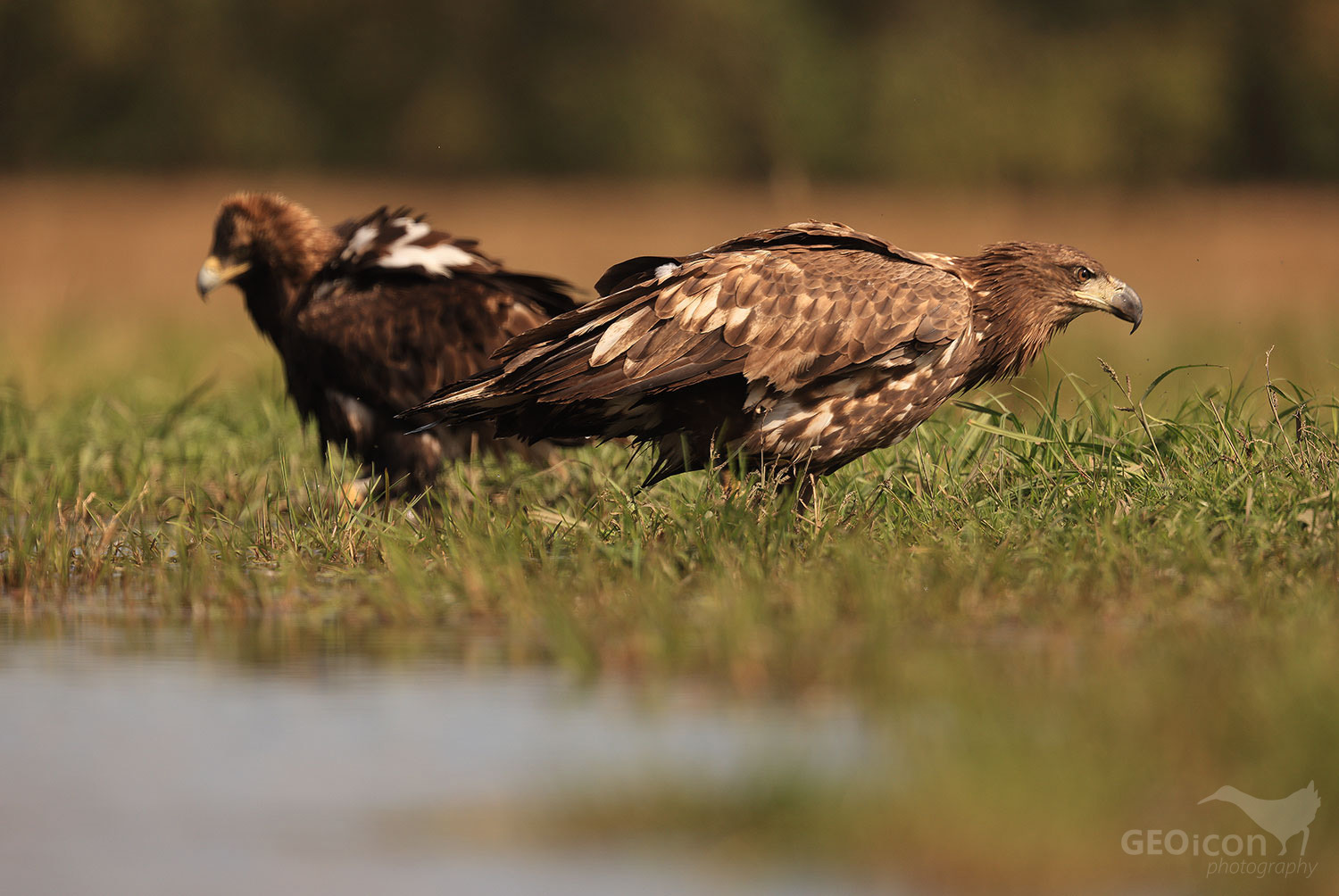 Imperial eagle / orel královský (Aquila heliaca), White tailed eagle / orel mořský (Haliaeetus albicilla)