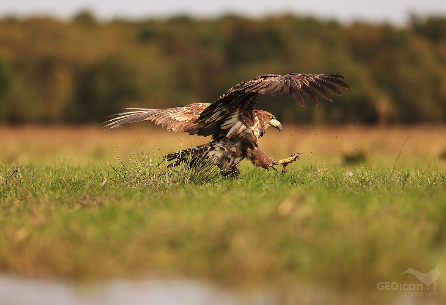 White tailed eagle / orel mořský (Haliaeetus albicilla)