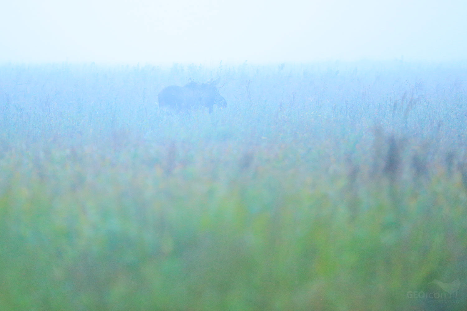 Elk / los evropský (Alces alces)