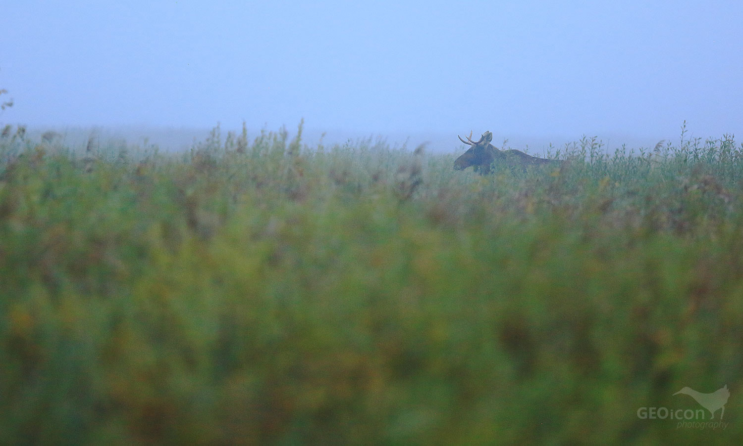 Elk / los evropský (Alces alces)