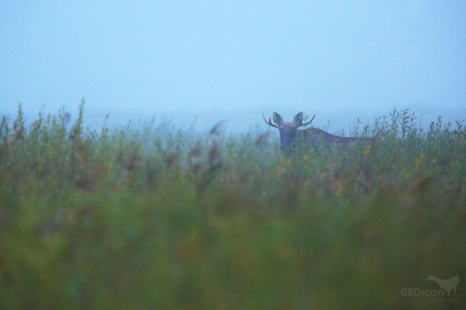 Elk / los evropský (Alces alces)
