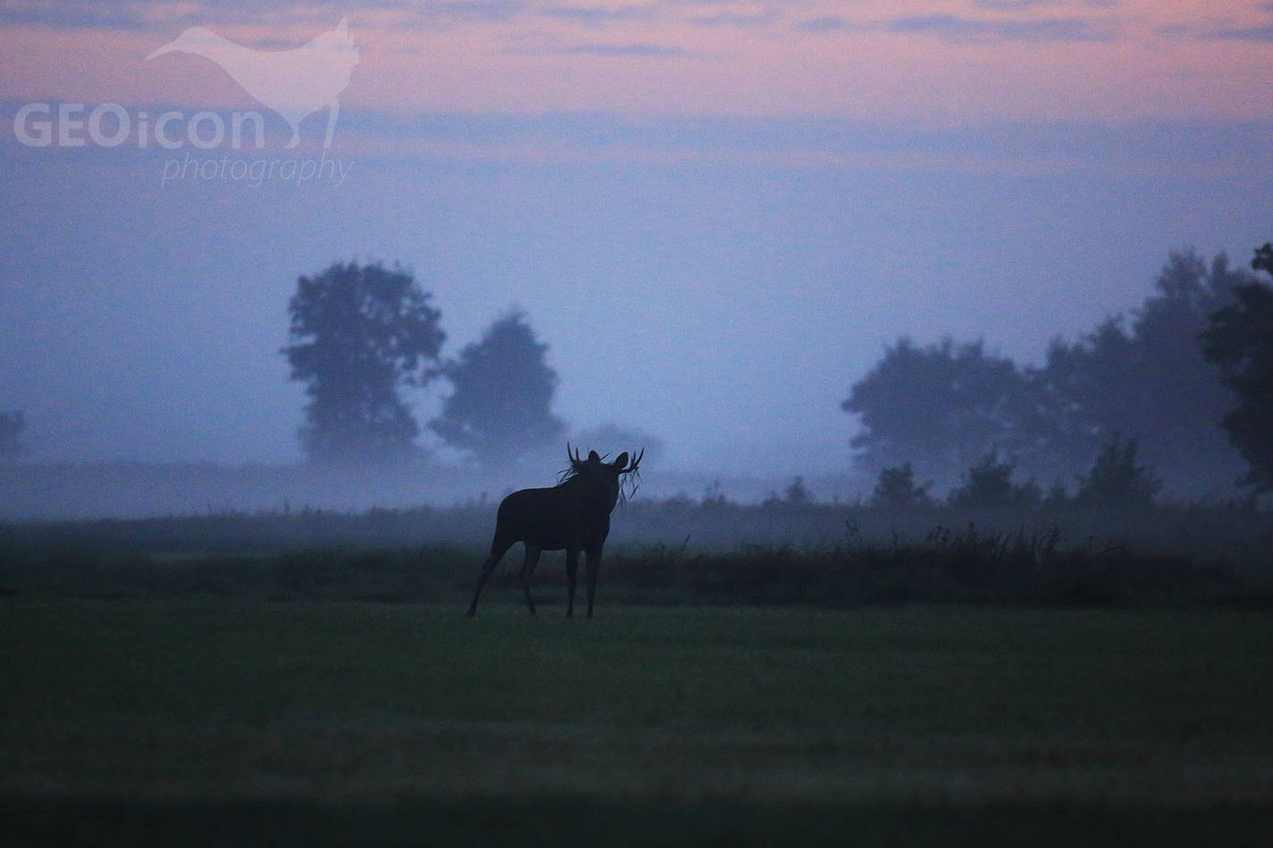 Elk / los evropský (Alces alces)