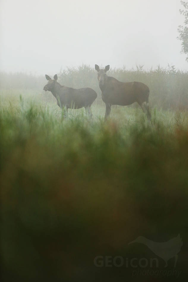 Elk / los evropský (Alces alces)