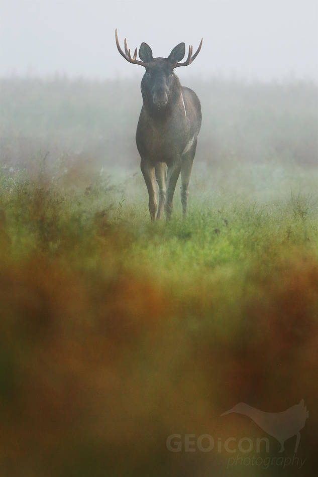 Elk / los evropský (Alces alces)