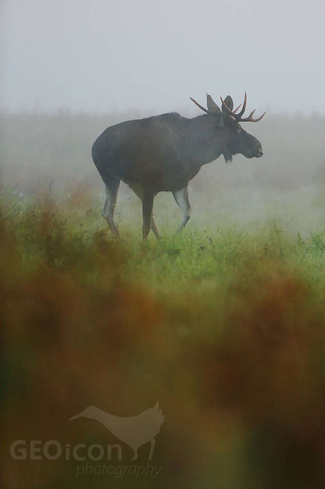 Elk / los evropský (Alces alces)