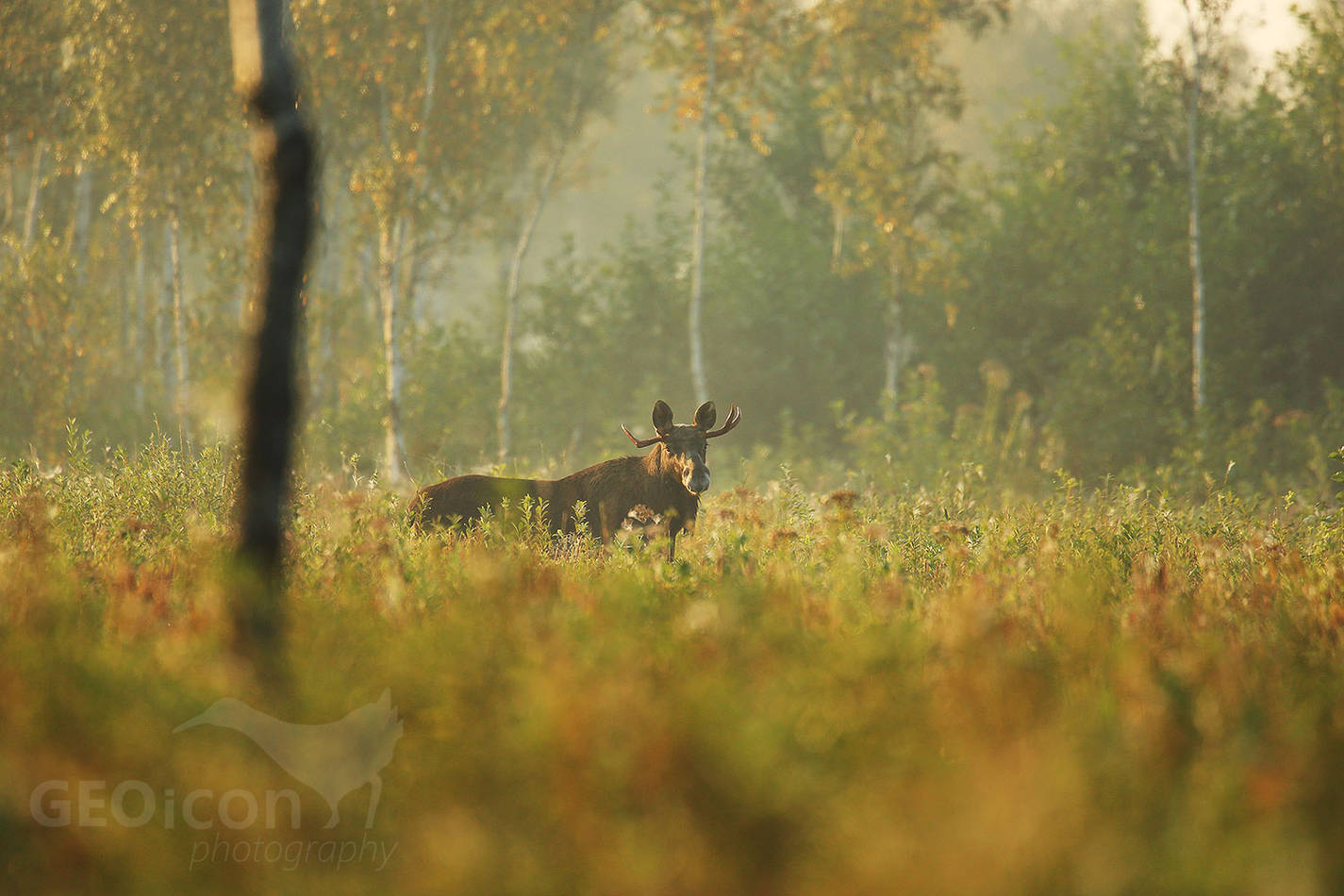 Elk / los evropský (Alces alces)