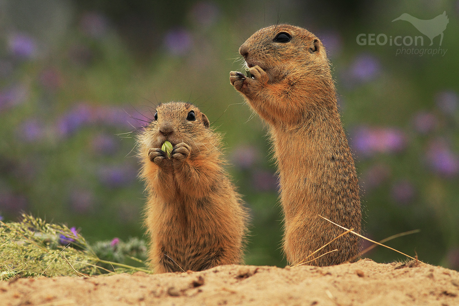 European ground squirrel / sysel obecný (Spermophylus citellus)