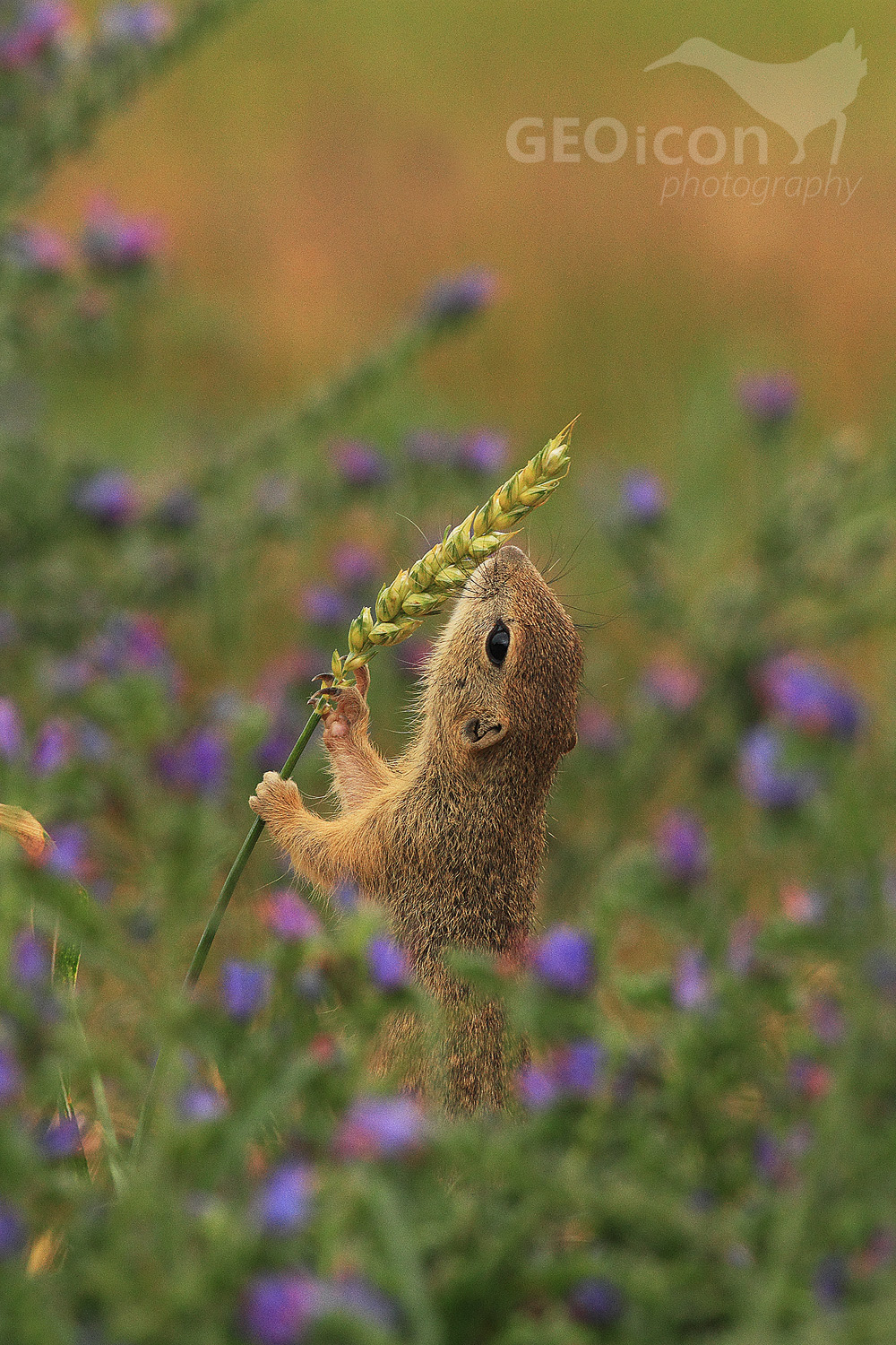 European ground squirrel / sysel obecný (Spermophylus citellus)