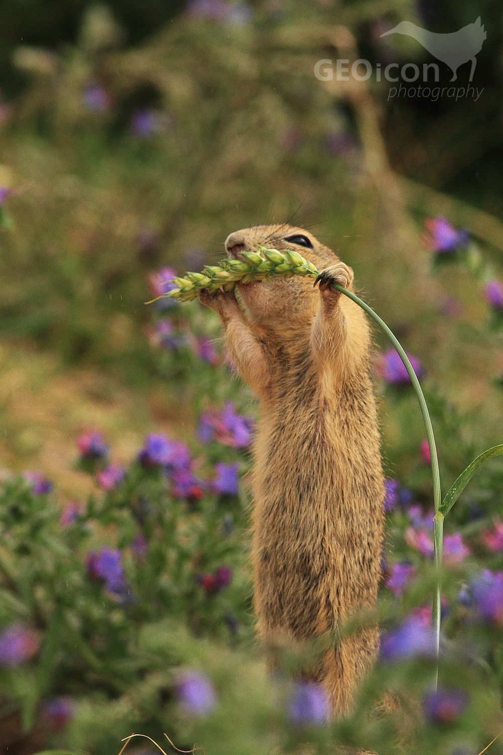European ground squirrel / sysel obecný (Spermophylus citellus)